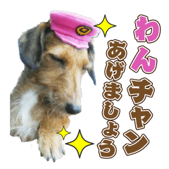 [LINEスタンプ] わんぱく犬、ショコラのスタンプ