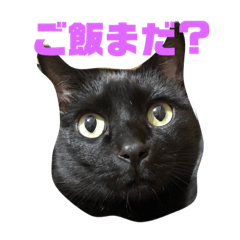 [LINEスタンプ] 保護猫姉妹