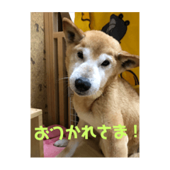 [LINEスタンプ] ザウルス