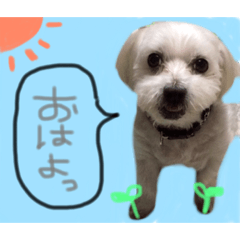 [LINEスタンプ] マルチーズのアールくん