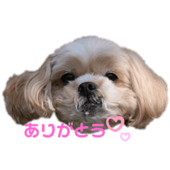 [LINEスタンプ] メロディちゃん