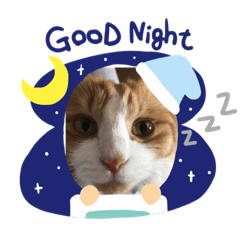 [LINEスタンプ] ネコスタンプ(きなこ)