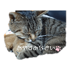 [LINEスタンプ] 猫にゃん好きスタンプ