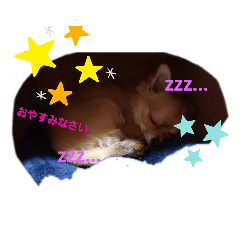 [LINEスタンプ] チワワ一歳
