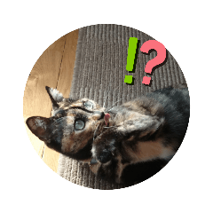[LINEスタンプ] サビ猫のみーこスタンプ