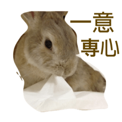 [LINEスタンプ] うさぎちゃん四字熟語