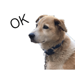 [LINEスタンプ] 犬のコロンさん