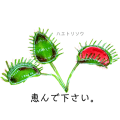 [LINEスタンプ] 食虫植物 紅型の画像（メイン）