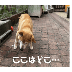 [LINEスタンプ] ザウルスno.2