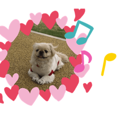 [LINEスタンプ] ペキニーズ そら★