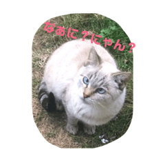 [LINEスタンプ] まるねこすたんぷ