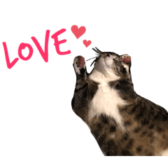 [LINEスタンプ] 定番スタンプにゃ 