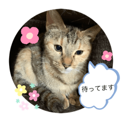 [LINEスタンプ] おもちときなこのスタンプ