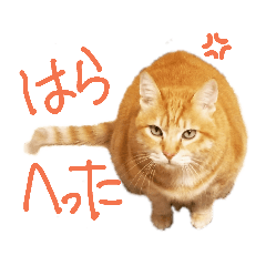 [LINEスタンプ] ちゃたろーさんの日常