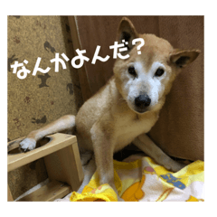 [LINEスタンプ] ザウルス4