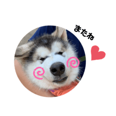 [LINEスタンプ] アラスカンマラミュート♡アントニー