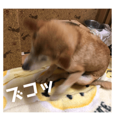 [LINEスタンプ] ザウルス5