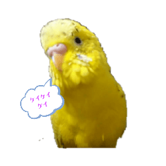 [LINEスタンプ] セキセイのケイ①