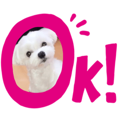 [LINEスタンプ] マルチーズマロンのスタンプ♥