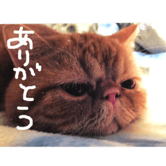 [LINEスタンプ] ねこブラザーズ2