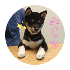 [LINEスタンプ] 黒柴ふうのスタンプ その1