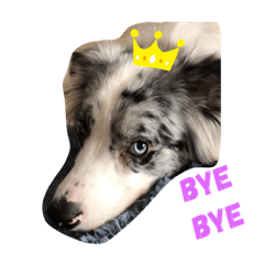 [LINEスタンプ] Riley   stamp