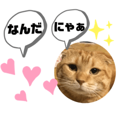 [LINEスタンプ] かわいいスコティッシュ