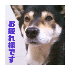 [LINEスタンプ] コロ＆ハイジ 3