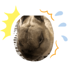 [LINEスタンプ] 予知するウサギ、ピノ