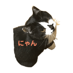 [LINEスタンプ] はちわれビス