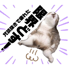[LINEスタンプ] ちょい口悪め猫ちゃん