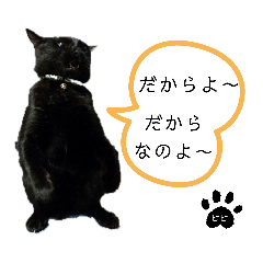 [LINEスタンプ] くろ猫ビビのスタンプ