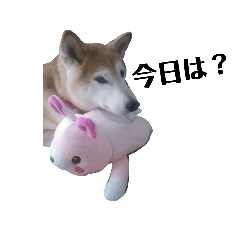 [LINEスタンプ] 愛犬もものすたんぷ