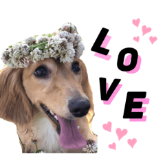 [LINEスタンプ] きな子 スタンプ Ver.1