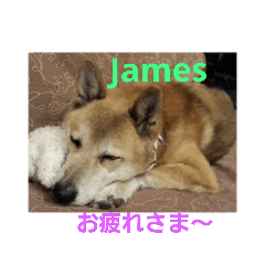 [LINEスタンプ] 柴犬ジェームス～ちょと丁寧