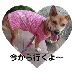 [LINEスタンプ] 日常で使用出来るワンコ