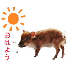 [LINEスタンプ] 毎日豚