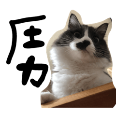 [LINEスタンプ] 表情豊かなウチのぽこさん