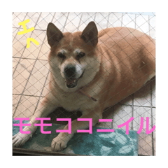 [LINEスタンプ] MoMo_Iimori