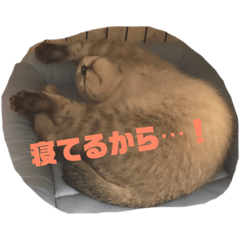 [LINEスタンプ] 悪そうな猫