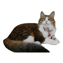 [LINEスタンプ] Anzu Cat Stamp 1の画像（メイン）