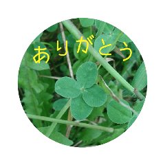 [LINEスタンプ] お礼の四つ葉