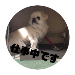 [LINEスタンプ] ブチャ可愛い