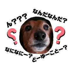 [LINEスタンプ] 犬のケンちゃんスタンプ