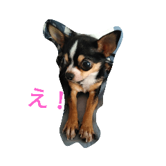 [LINEスタンプ] 犬のスタンプ2dog stamp