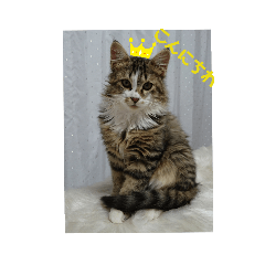 [LINEスタンプ] 陸とにぃに
