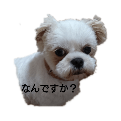 [LINEスタンプ] マロと愉快な仲間