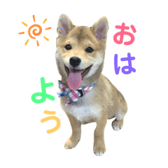[LINEスタンプ] 豆柴福ちゃん