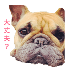 [LINEスタンプ] フレンチブルドッグの音ちゃん