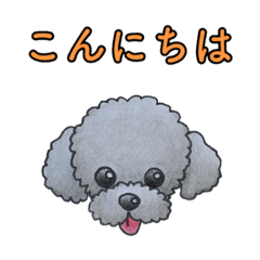 [LINEスタンプ] トイプードル(シルバー)